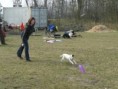 /album/dogfrisbee/p1020906-jpg/