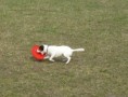 /album/dogfrisbee/p1020902-2-jpg/
